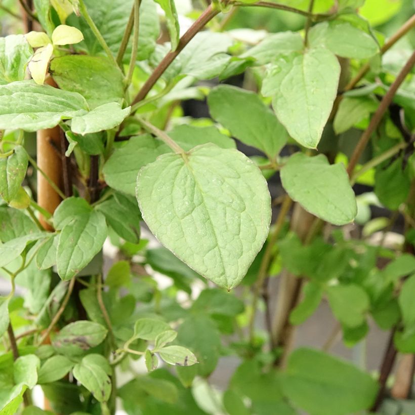Clematis viticella Rubra - Italiaanse clematis (Blad)