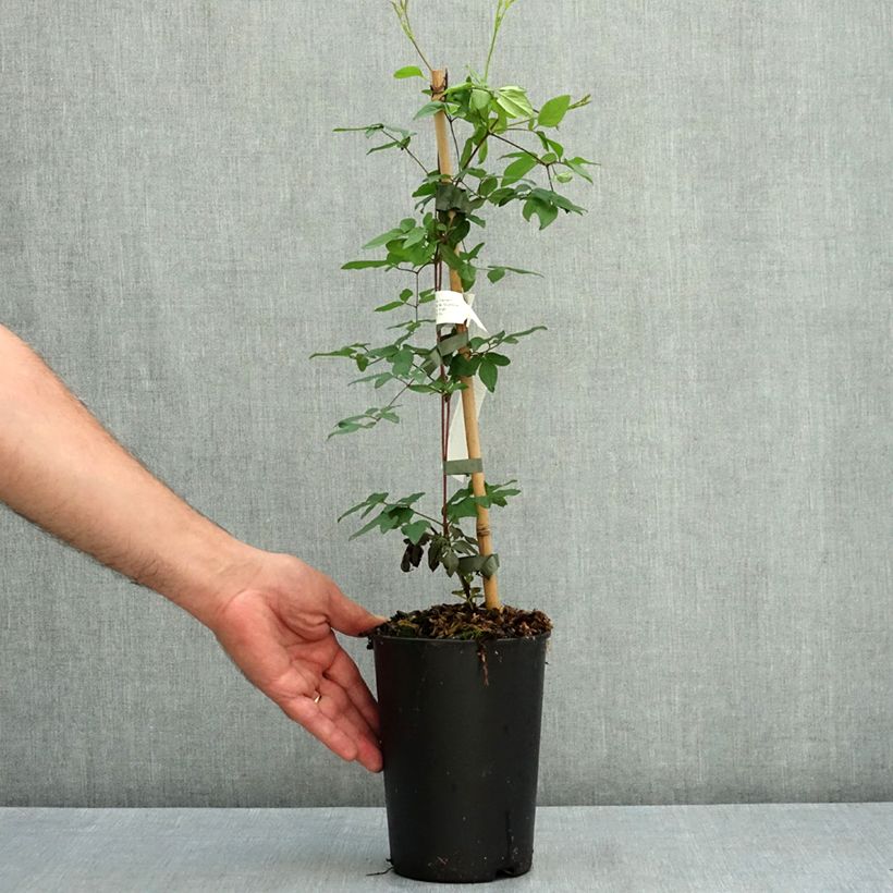 Exemplaar van Clematis viticella Welcome Home - Italiaanse clematis Pot van 2 l/3 l zoals geleverd in de zomer