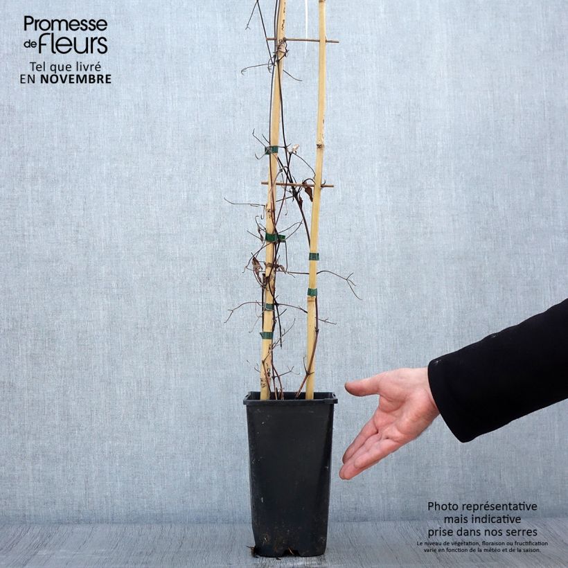 Exemplaar van Clematis patens Viva Polonia - Bosrank Pot van 2 l/3 l zoals geleverd in de herfst