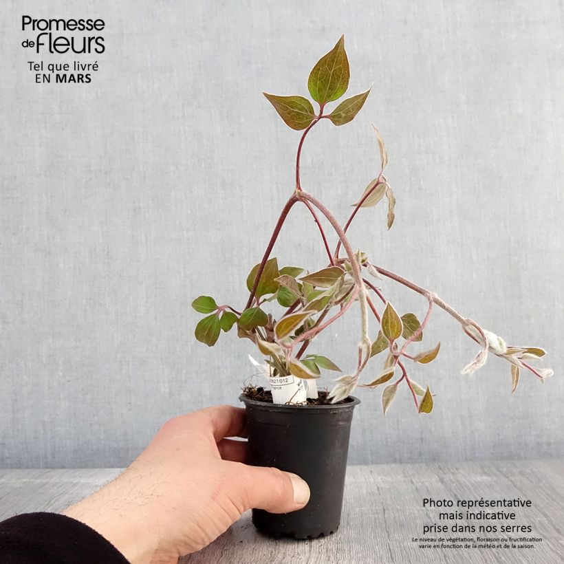 Exemplaar van Clematis patens Vyvyan Pennell - Bosrank Kweekpotje van 8/9 cm zoals geleverd in de lente