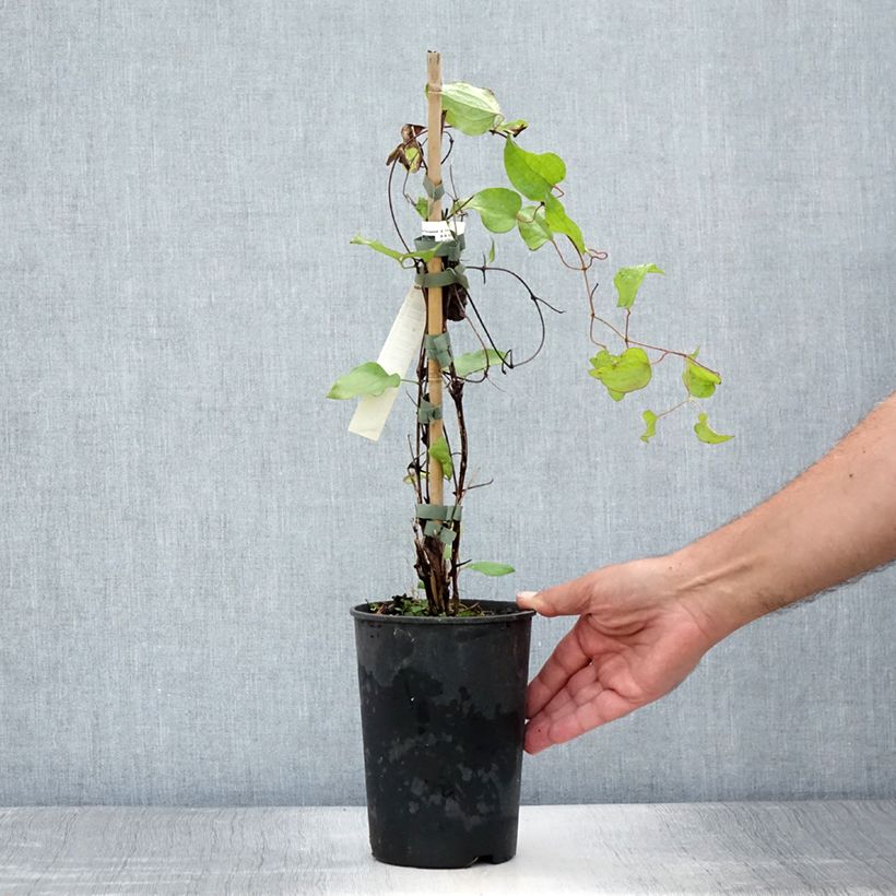 Exemplaar van Clematis patens Vyvyan Pennell - Bosrank Pot van 2 l/3 l zoals geleverd in de zomer