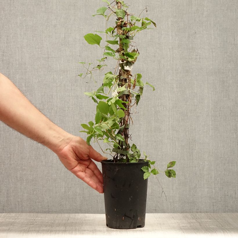 Exemplaar van Clematis White Pearl - Grootbloemige bosrank Pot van 2 l/3 l zoals geleverd in de zomer
