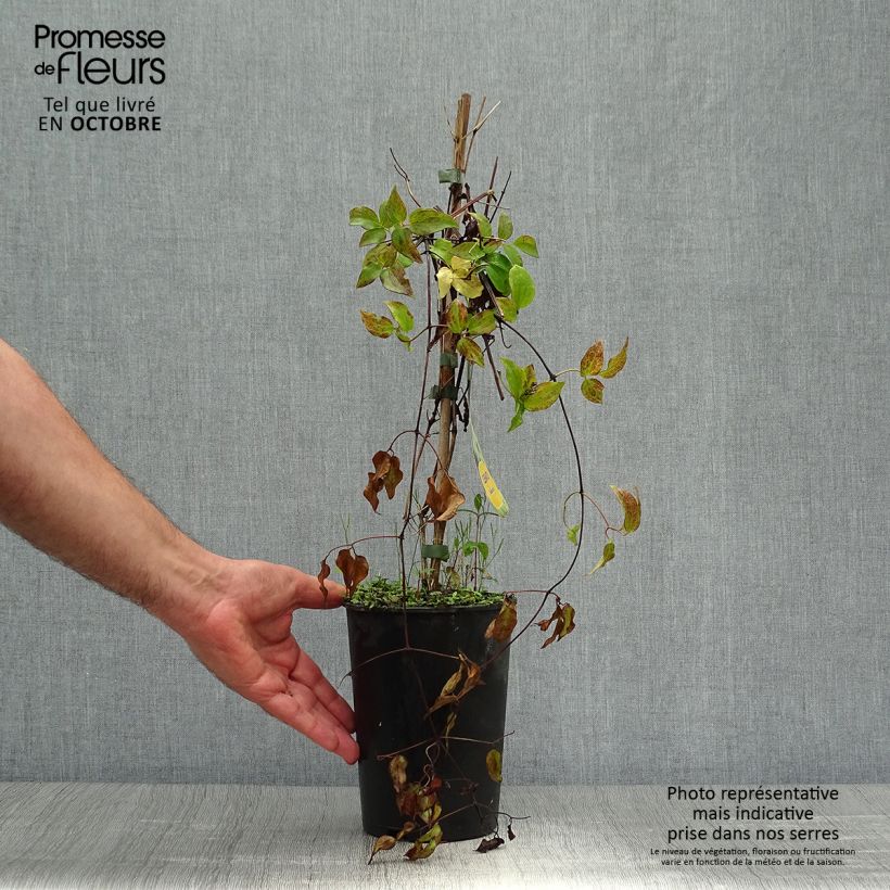 Exemplaar van Clematis patens Yukikomachi - Bosrank Pot van 2 l/3 l zoals geleverd in de herfst