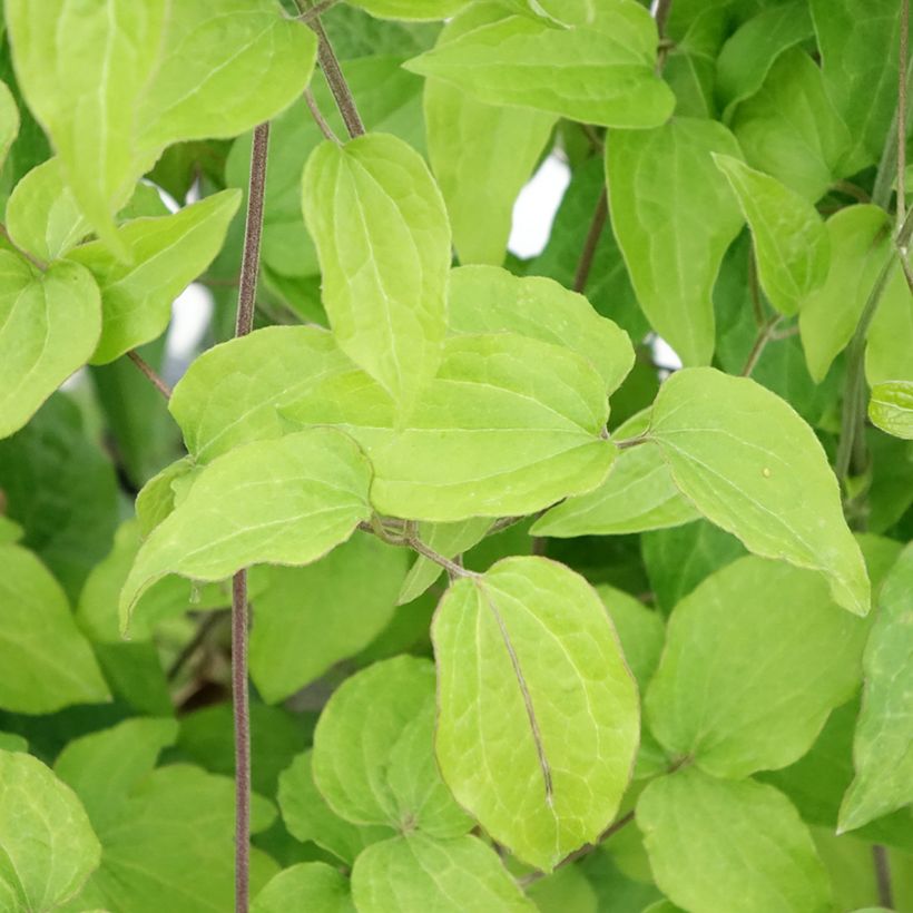 Clematis patens Yukikomachi - Bosrank (Blad)