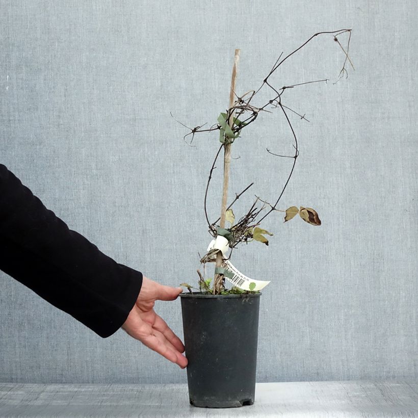 Exemplaar van Clematis patens Yukiokoshi - Bosrank Pot van 2 l/3 l zoals geleverd in de herfst
