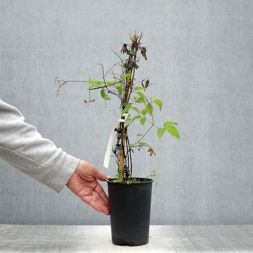Exemplaar van Clematis patens Yukiokoshi - Bosrank Pot van 2 l/3 l zoals geleverd in de zomer