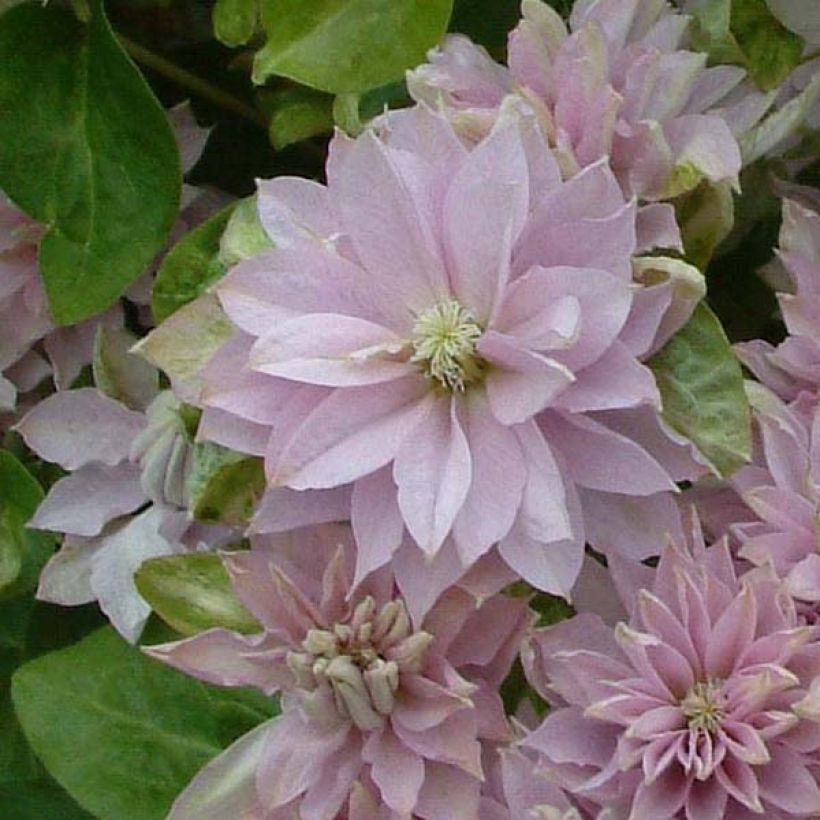 Clematis patens Dancing Queen - Bosrank (Flowering)