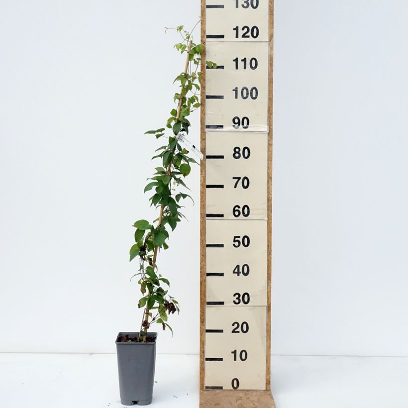 Exemplaar van Clematis Delphine -Grootbloemige clematis Pot van 2 l/3 l zoals geleverd in de herfst