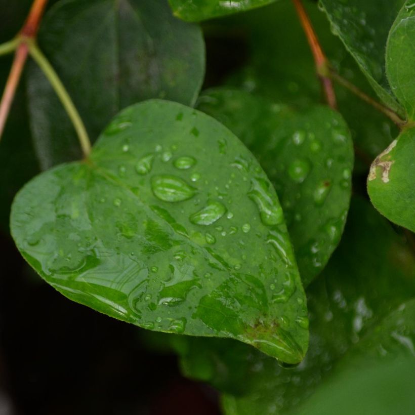 Clematis texensis Duchess of Albany - Bosrank (Foliage)