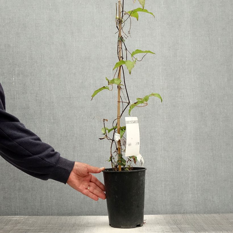Exemplaar van Clematis Etoile de Malicorne Pot van 2 l/3 l zoals geleverd in de zomer