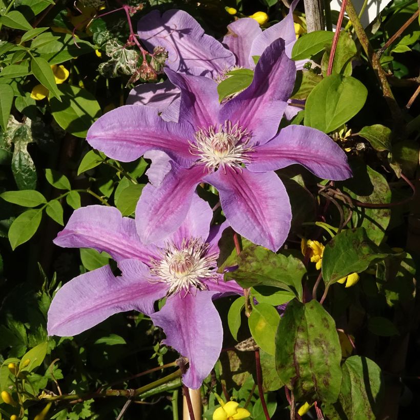 Clematis Etoile de Malicorne (Bloei)