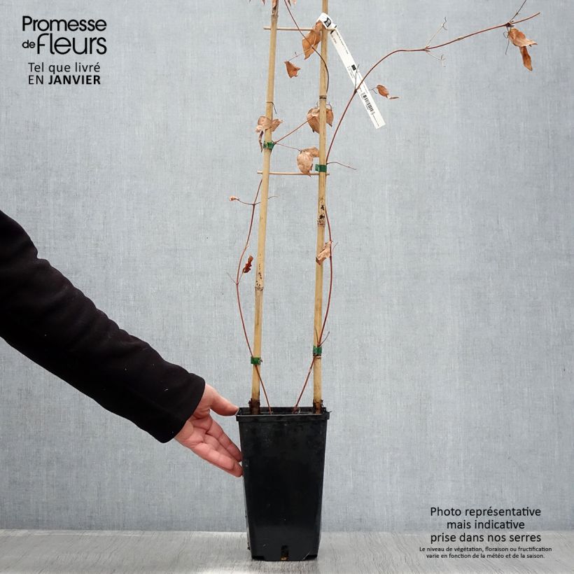 Example of Clématite Hayate Pot van 2 l/3 l as you get in hiver