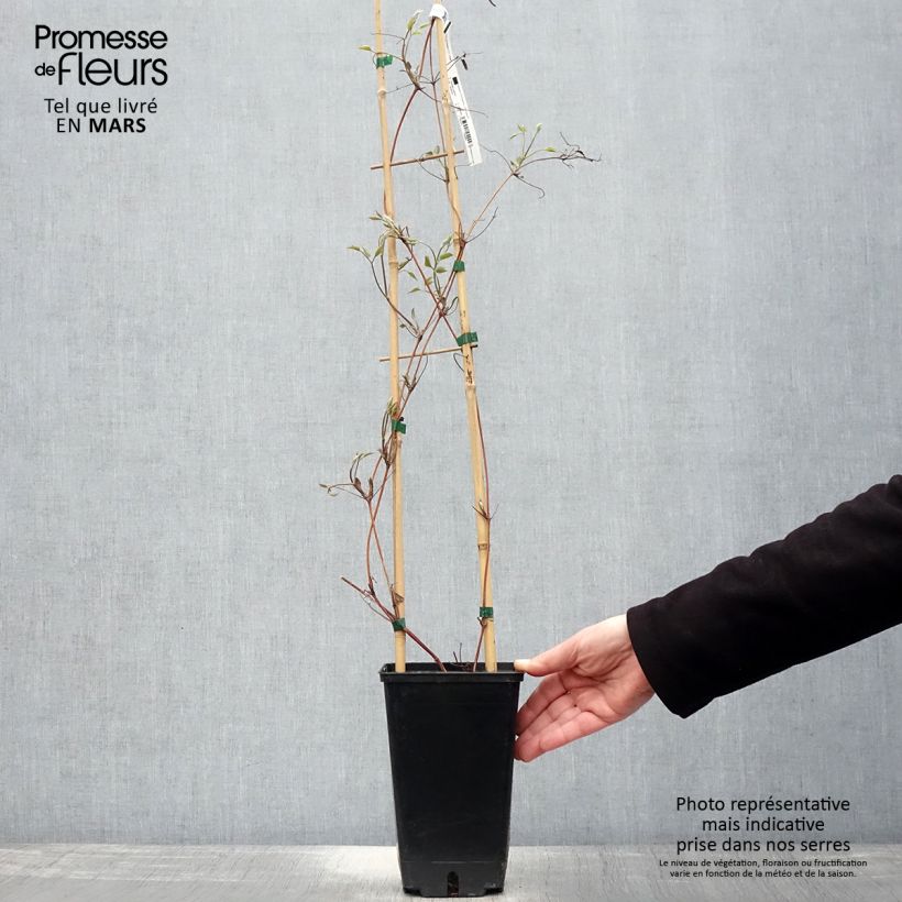 Exemplaar van Clematis Hayate Pot van 2 l/3 l zoals geleverd in de lente