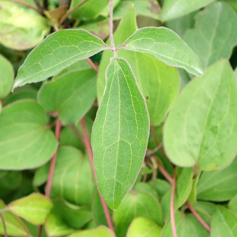Clematis Henryi (Blad)