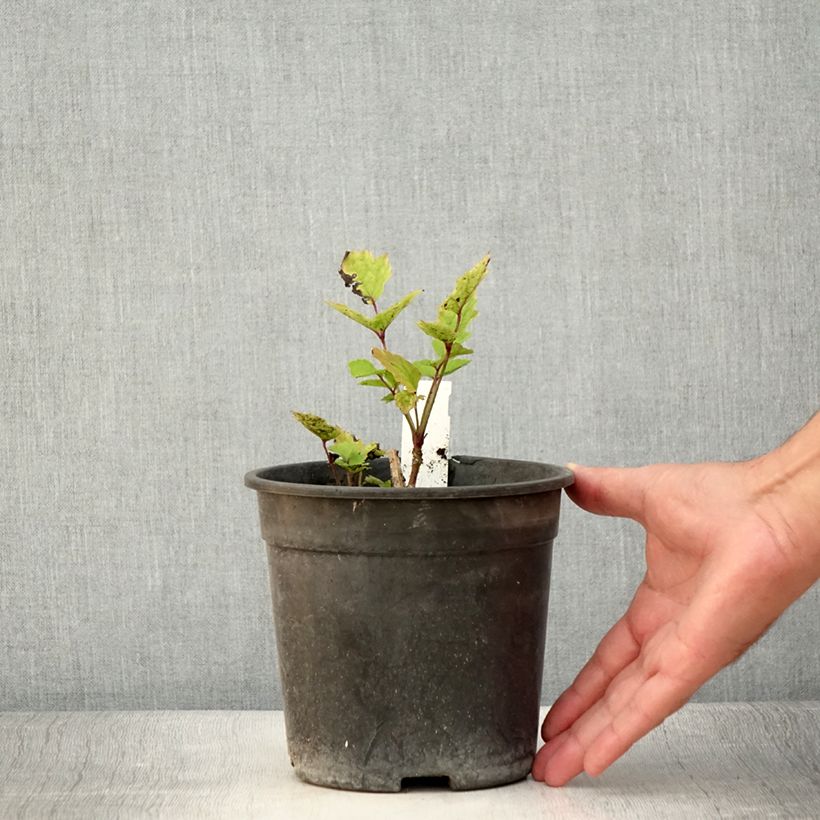 Example of Clematis heracleifolia China Purple - Struikclematis Pot van 2 l/3 l as you get in ete