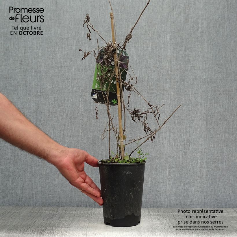 Exemplaar van Clematis recta Purpurea - Stijve clematis Pot van 2 l/3 l zoals geleverd in de herfst