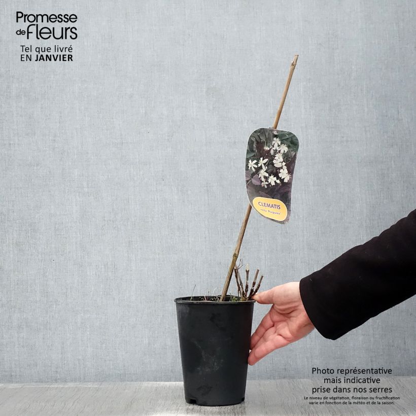 Example of Clematis recta Purpurea - Stijve clematis Pot van 2 l/3 l as you get in hiver