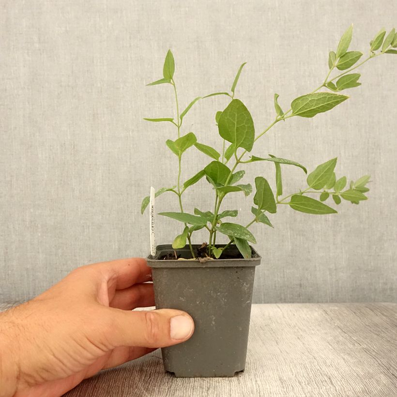 Exemplaar van Clematis recta Purpurea - Stijve clematis Kweekpotje van 8/9 cm zoals geleverd in de zomer