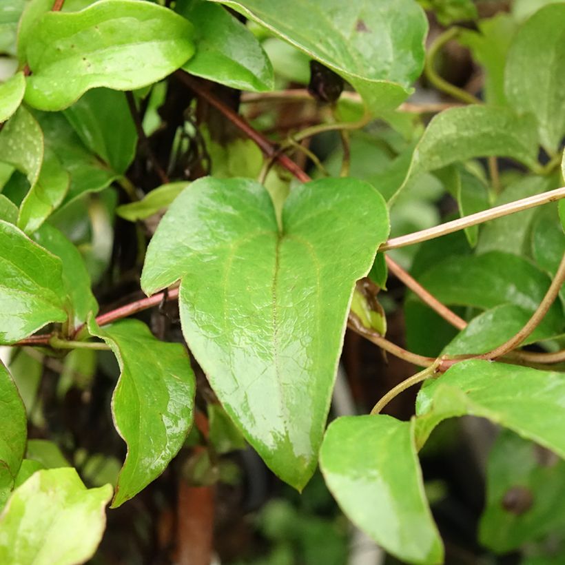 Clematis Huvi (Blad)