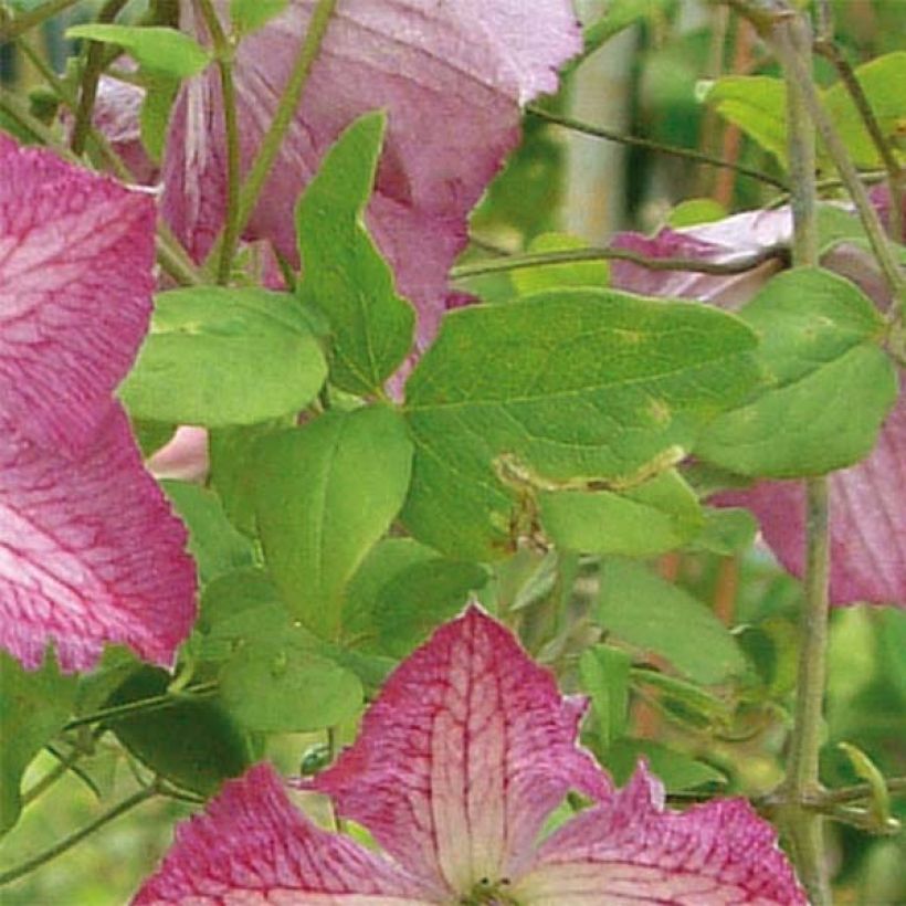 Clematis viticella I am Happy - Italiaanse clematis (Foliage)