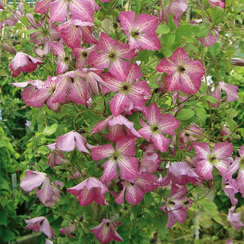 Clematis viticella I am Happy - Italiaanse clematis (Flowering)