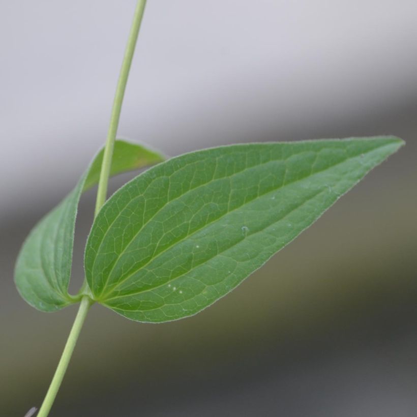 Clematis integrifolia Alba - Struikclematis wit (Foliage)