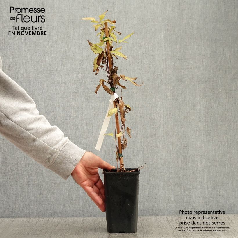 Exemplaar van Clematis integrifolia Blue Boy - Struikclematis Pot van 1,5 l/2 l zoals geleverd in de herfst