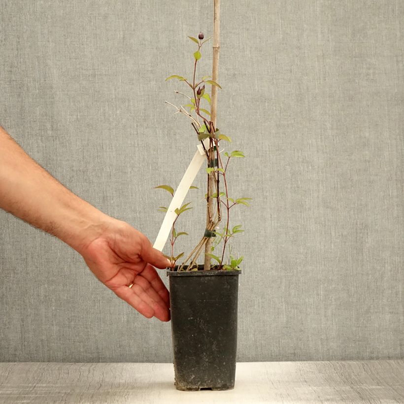 Exemplaar van Clematis integrifolia Blue Boy - Struikclematis Pot van 1,5 l/2 l zoals geleverd in de zomer