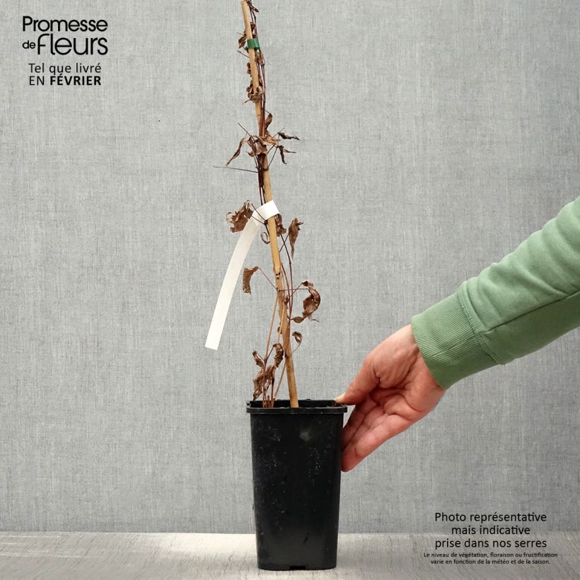 Example of Clématite integrifolia - Clematis integrifolia Blue Boy Pot van 1,5 l/2 l as you get in hiver