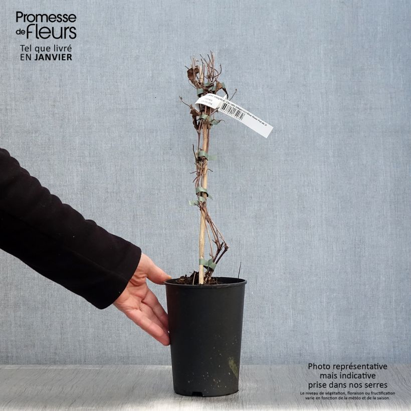 Example of Clématite - Clematis integrifolia Blue River Pot van 2 l/3 l as you get in hiver