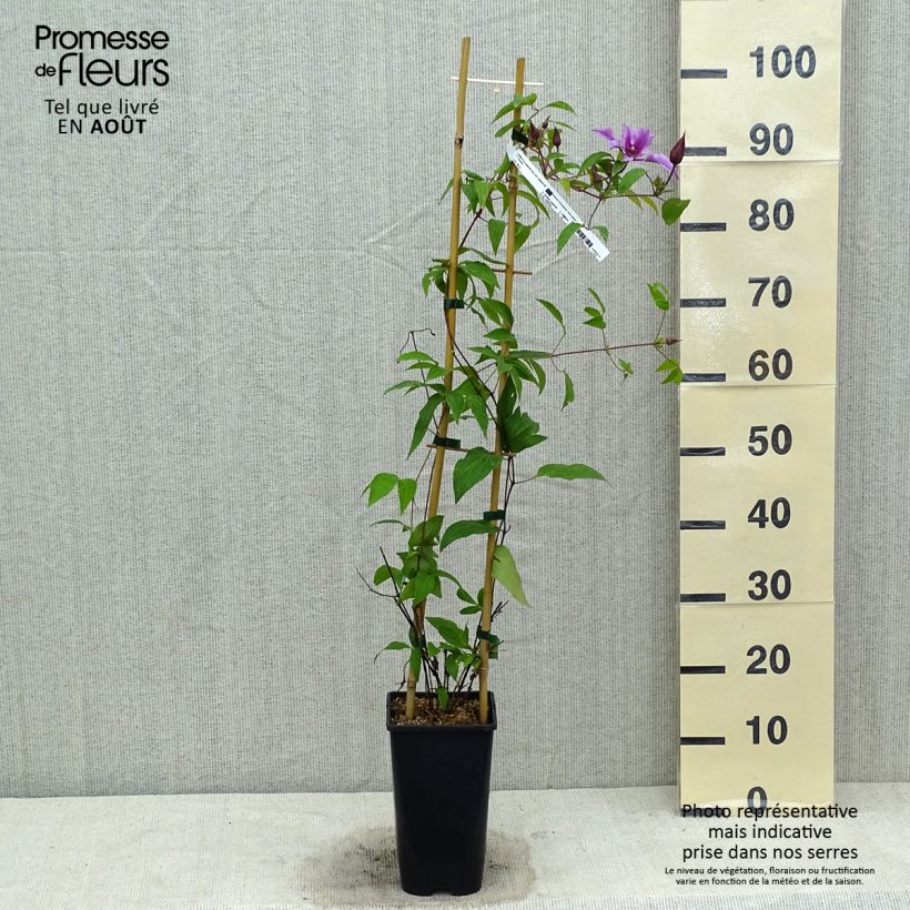 Exemplaar van Clematis integrifolia Saphyra Duo - Roze Pot van 2 l/3 l zoals geleverd in de zomer
