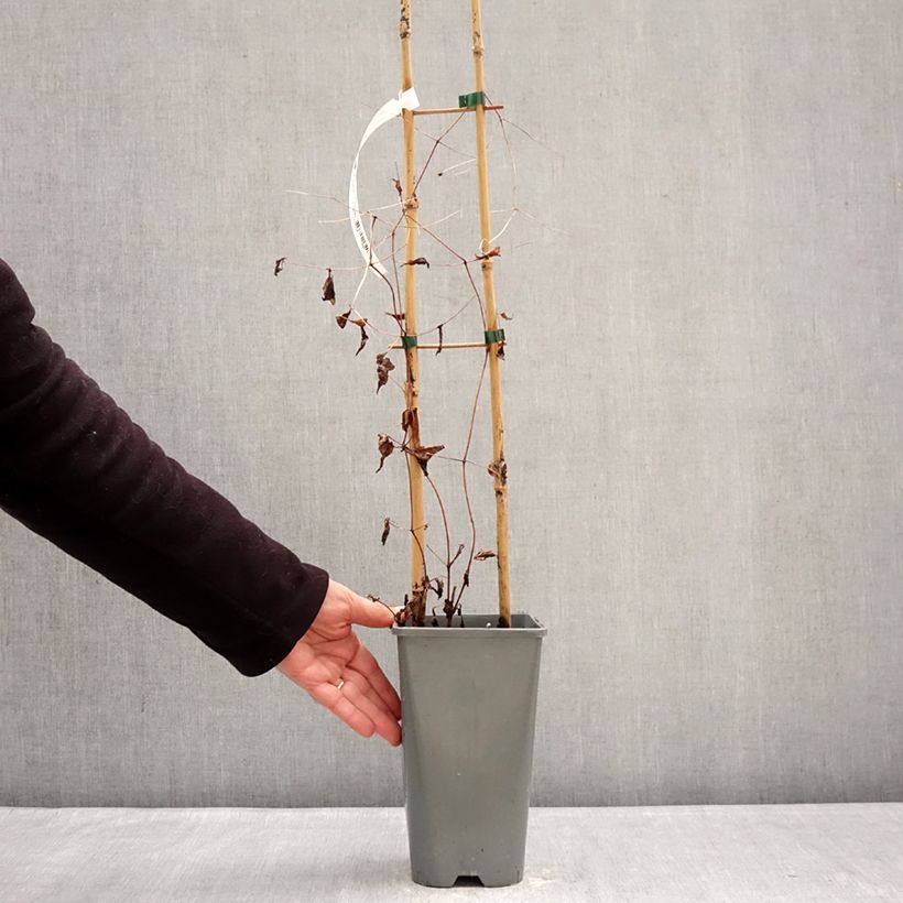 Exemplaar van Clematis viticella Walemburg - Italiaanse clematis Pot van 1,5 l/2 l zoals geleverd in de winter