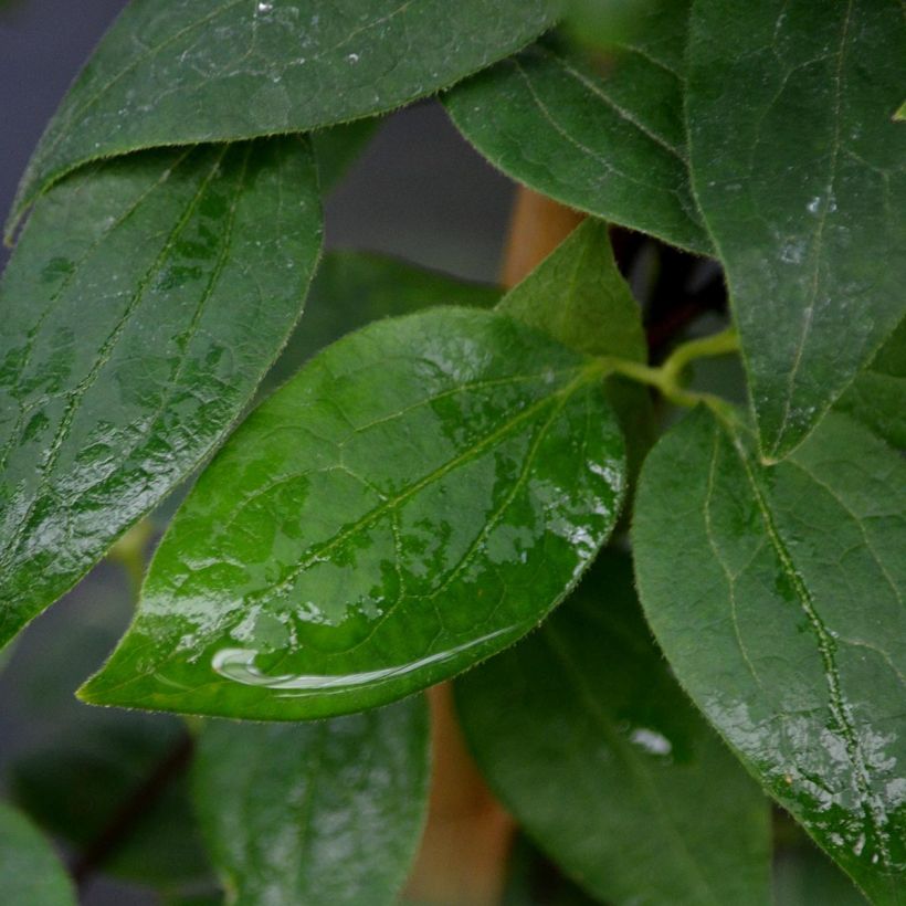 Clematis patens Joséphine EviJohill - - Bosrank (Foliage)