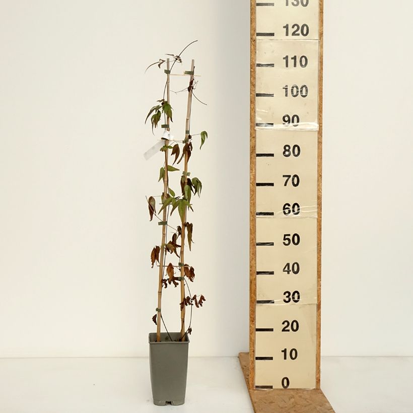 Exemplaar van Clematis Lavallée n°1 - Bosrank Pot van 2 l/3 l zoals geleverd in de herfst
