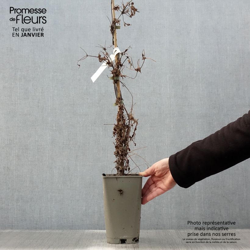 Example of Clématite macropetala - Clematis macropetala Willy Pot van 2 l/3 l as you get in hiver