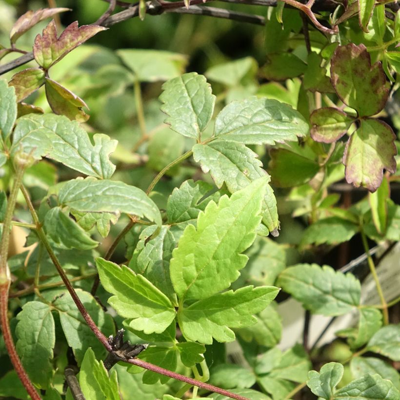 Clematis Willy - Kleinbloemige clematis (Blad)