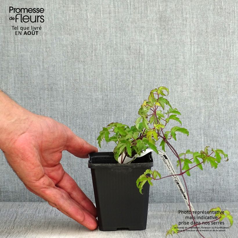 Exemplaar van Clematis macropetala - Kleinbloemige clematis Kweekpotje van 8/9 cm zoals geleverd in de zomer