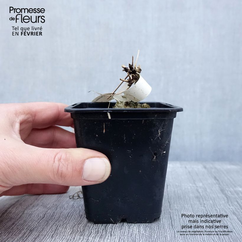 Example of Clematis macropetala - Kleinbloemige clematis Kweekpotje van 8/9 cm as you get in hiver