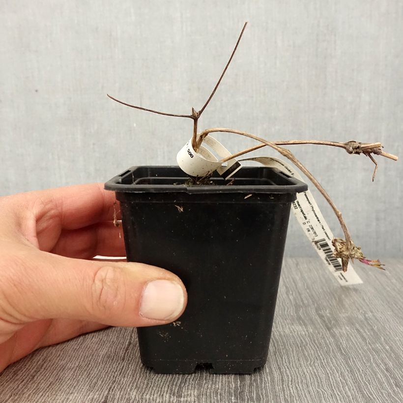 Exemplaar van Clematis macropetala - Kleinbloemige clematis Kweekpotje van 8/9 cm zoals geleverd in de lente