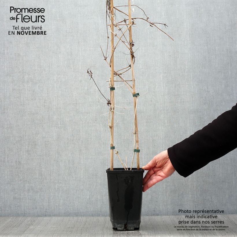 Exemplaar van Clematis macropetala - Kleinbloemige clematis Pot van 3 l/4 l zoals geleverd in de herfst