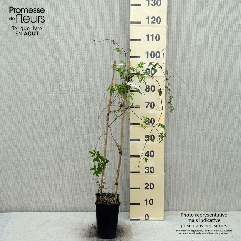 Exemplaar van Clematis macropetala - Kleinbloemige clematis Pot van 3 l/4 l zoals geleverd in de zomer