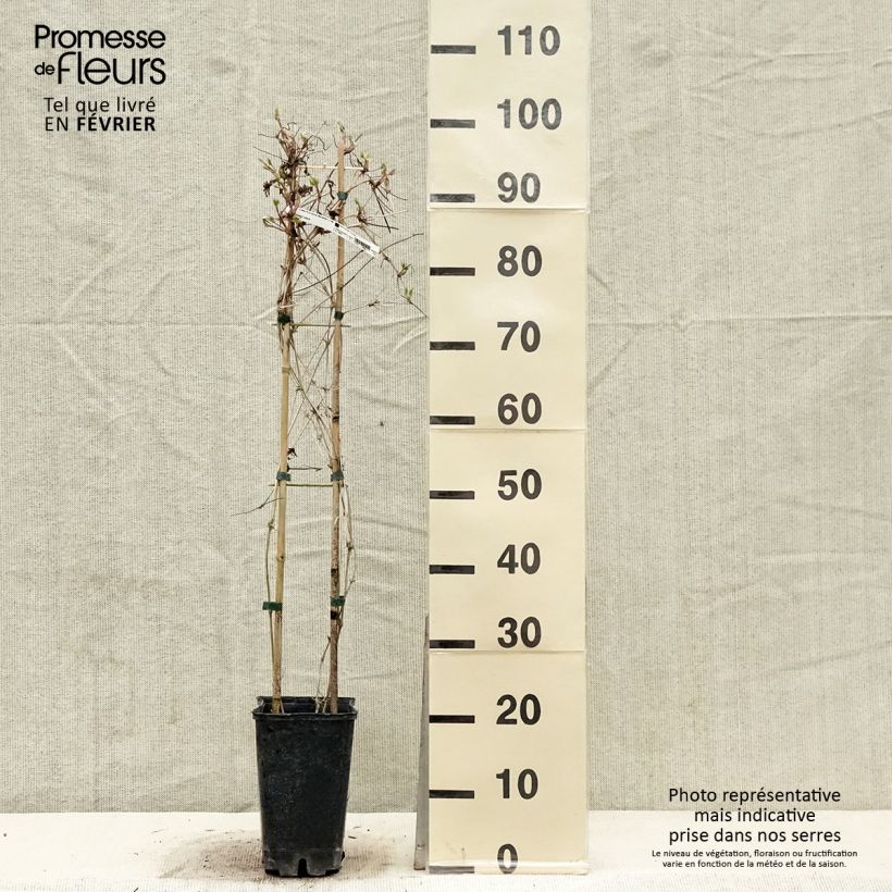 Example of Clematis macropetala - Kleinbloemige clematis Pot van 3 l/4 l as you get in hiver