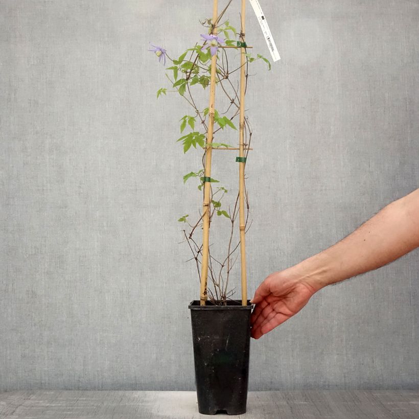 Exemplaar van Clematis macropetala - Kleinbloemige clematis Pot van 3 l/4 l zoals geleverd in de lente