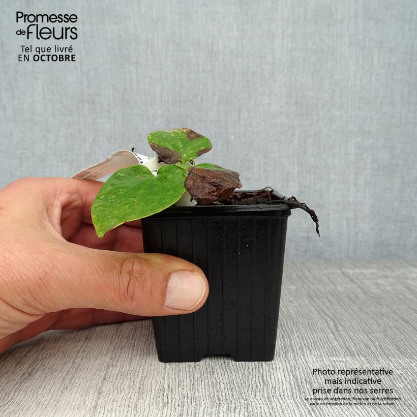 Exemplaar van Clematis patens Mme Lecoultre - Bosrank Kweekpotje van 8/9 cm zoals geleverd in de herfst