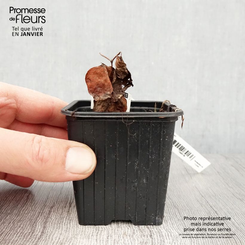 Example of Clematis patens Mme Lecoultre - Bosrank Kweekpotje van 8/9 cm as you get in hiver