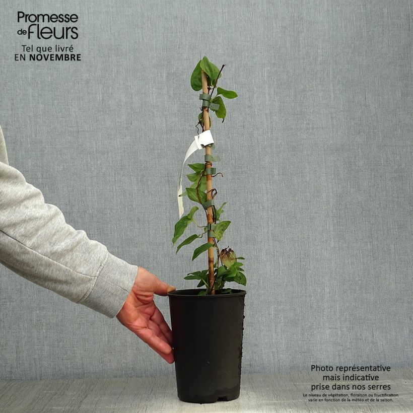 Exemplaar van Clematis patens Mme Lecoultre - Bosrank Pot van 1,5 l/2 l zoals geleverd in de herfst