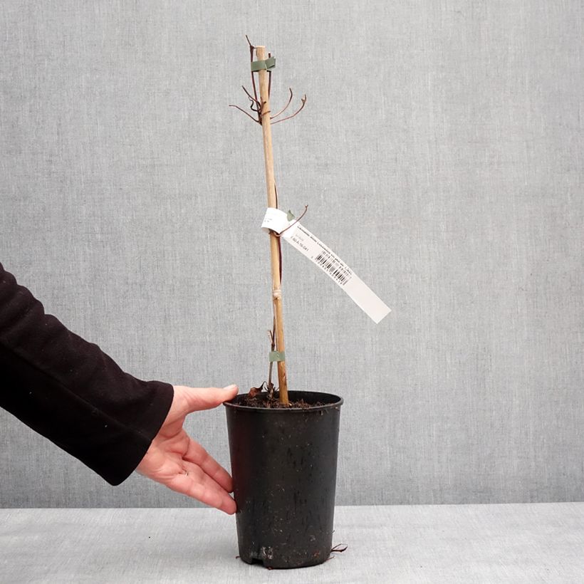 Example of Clematis patens Mme Lecoultre - Bosrank Pot van 1,5 l/2 l as you get in hiver