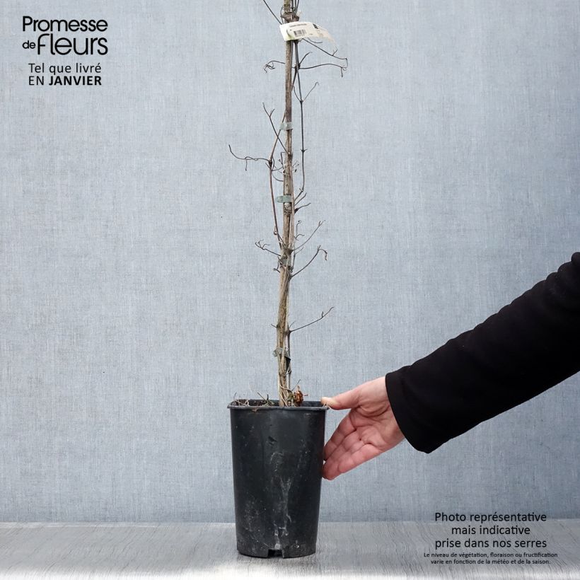 Example of Clematis patens Mme Lecoultre - Bosrank Pot van 2 l/3 l as you get in hiver