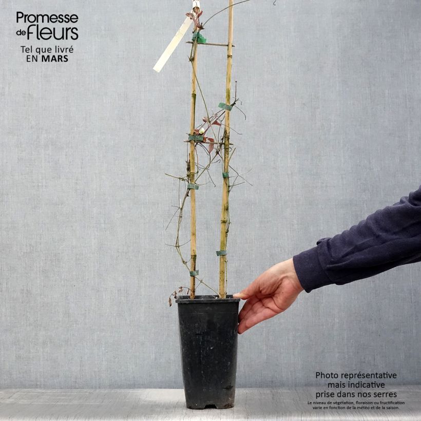 Exemplaar van Clematis patens Mme Lecoultre - Bosrank Pot van 2 l/3 l zoals geleverd in de lente