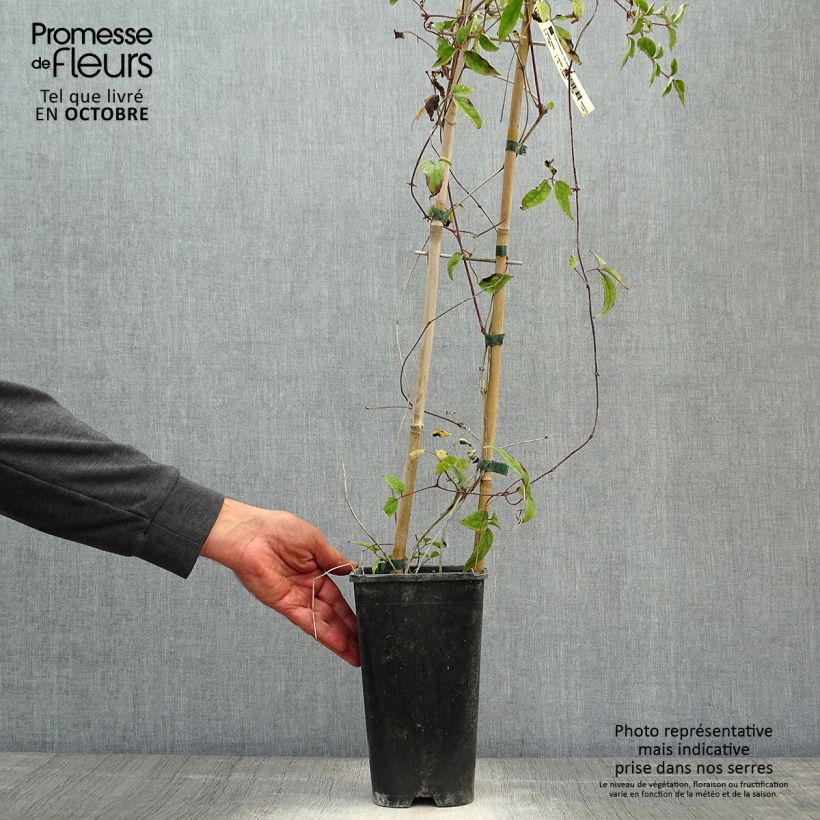 Exemplaar van Clematis montana Starlet White Perfume - Bergbosrank Pot van 2 l/3 l zoals geleverd in de herfst